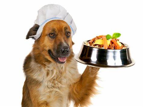 alimentación perros